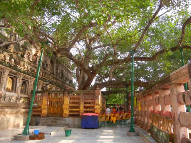 Mahabodhi Tree