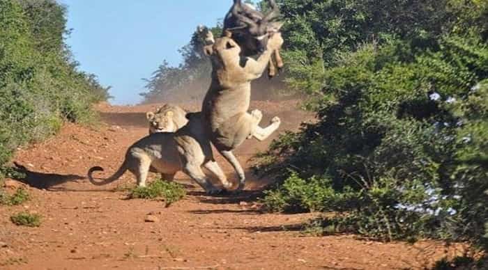 Asiatic Lions at Gir