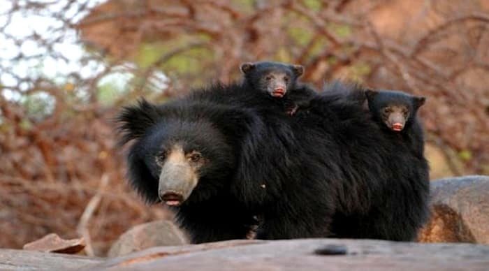 Jessore Sloth Bear Sanctuary