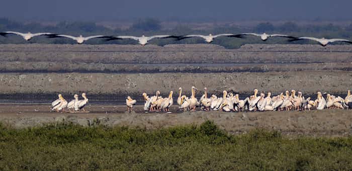 Khijadiya Bird Sanctuarya