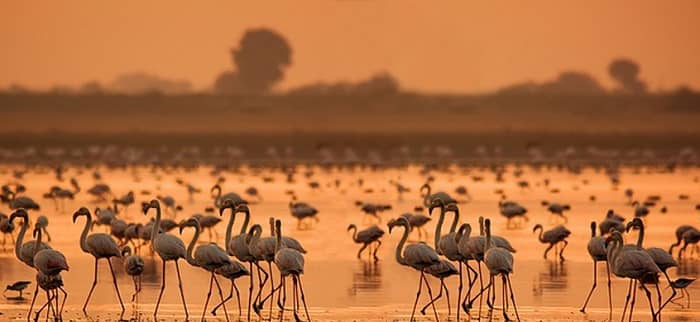 Kutch Desert Wildlife Sanctuary