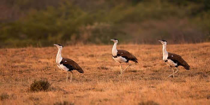 Kutch Great Indian Bustard Sanctuary