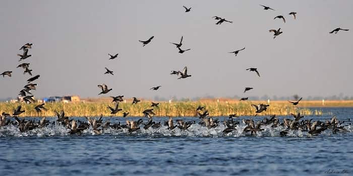 Nal Sarovar Bird Sanctuary