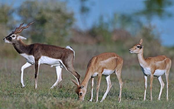 Narayan Sarovar Wildlife Sanctuary