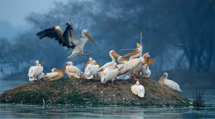 Porbandar Bird Sanctuary