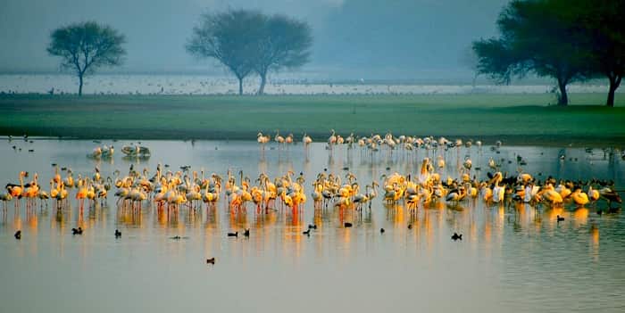 Thol Lake Bird Sanctuary