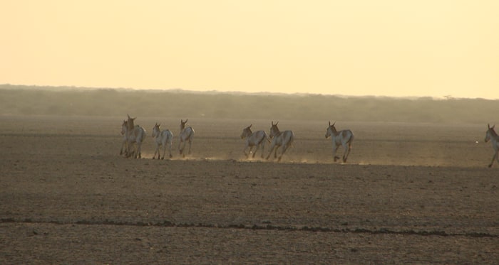 Wild Ass Sanctuary in Kutcha