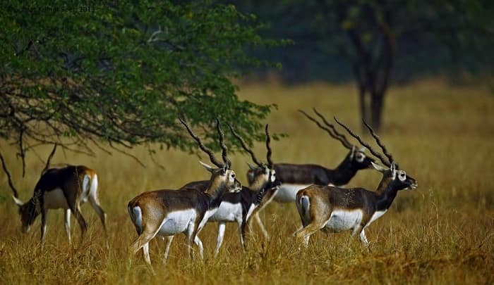 blackbuck national park velavadar