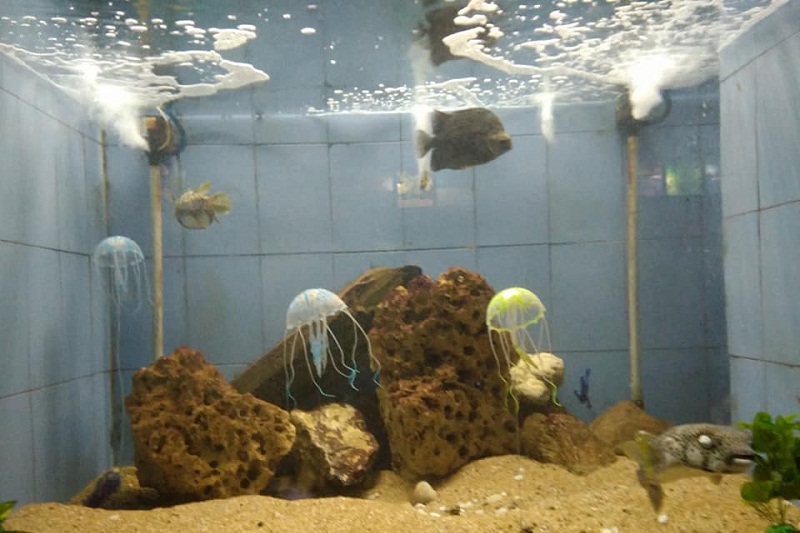 Matsyadarshini Aquarium