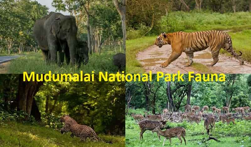 Mudumalai National Park Fauna