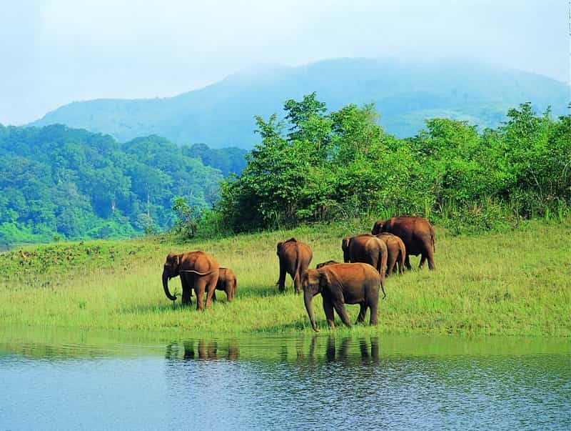 The Mudumalai National Park and Wildlife Sanctuary