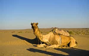 Camel sitting on sand dune at sunset moment