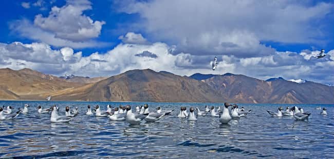Pangong Lake