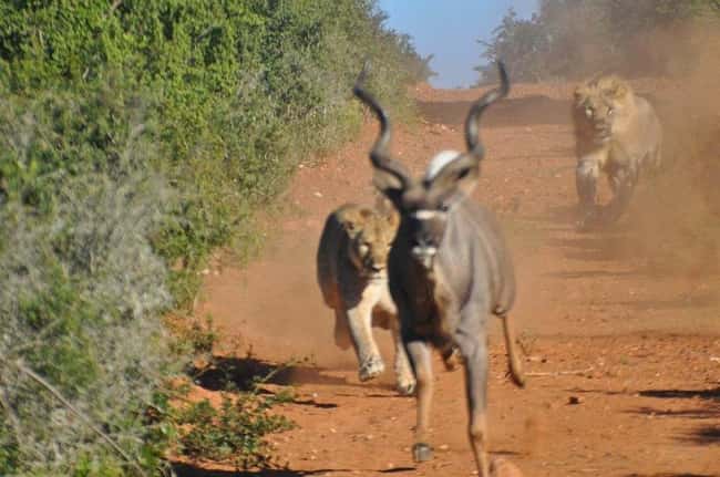 Sasan Gir National Park in Junagadh