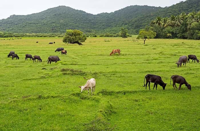 Goa During Monsoon