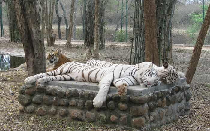 bannerghatta-national-park