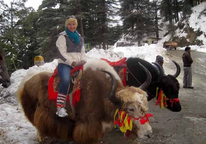 yak-riding-in-kufri