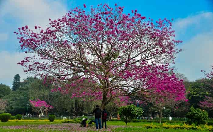 cubbon-park