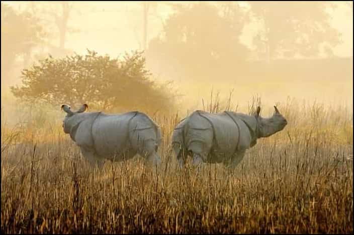 One Horned Rhino at Kaziranga