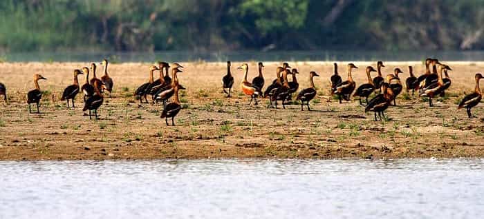 Dudhwa National Park 