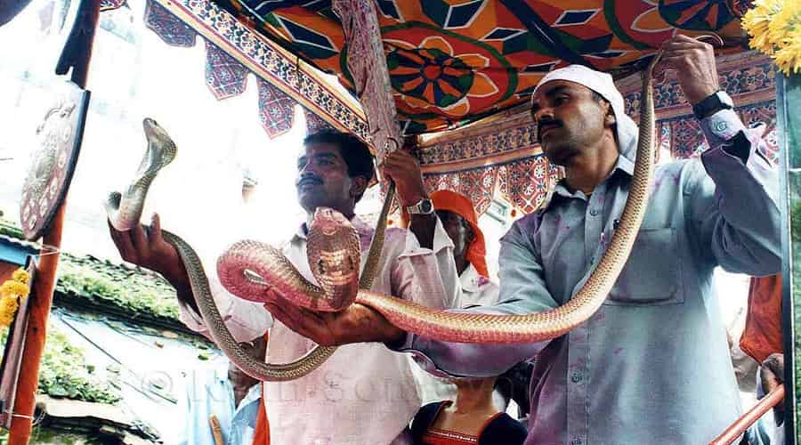 Snake Festival, Maharashtra