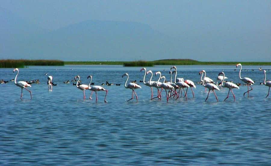 Chilika Lake