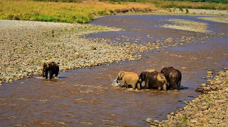 Jim Corbett National Park