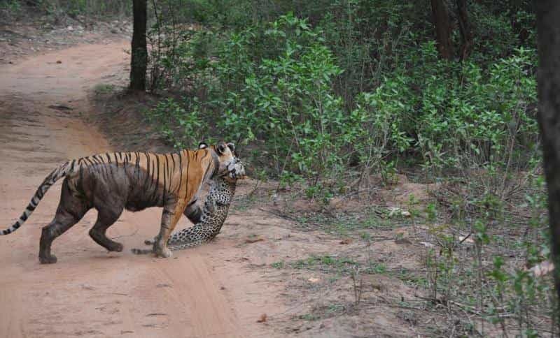 Sariska Tiger Reserve