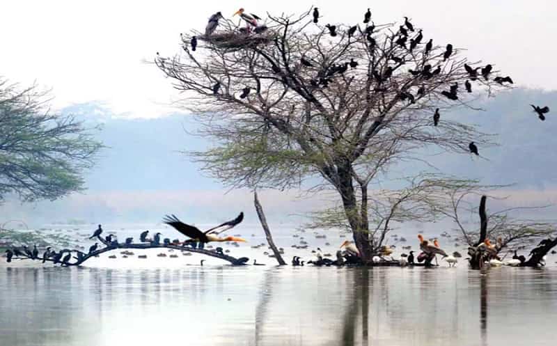 Sultanpur Bird Sanctuary