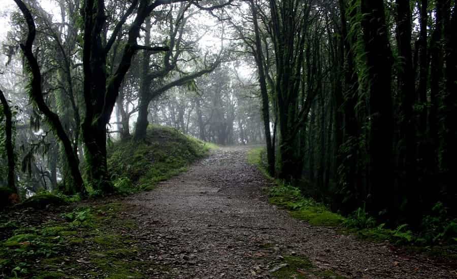 Rishikesh Pauri Binsar Trek