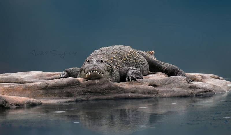 Chambal Wildlife Sanctuary