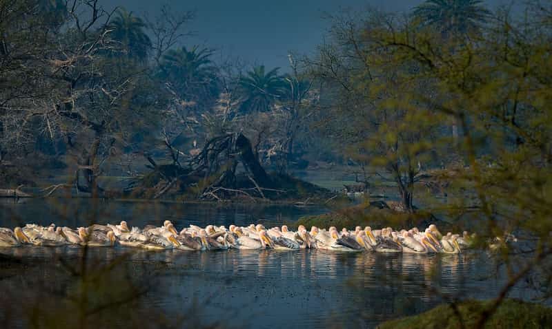 Keoladeo National Park, Bharatpur