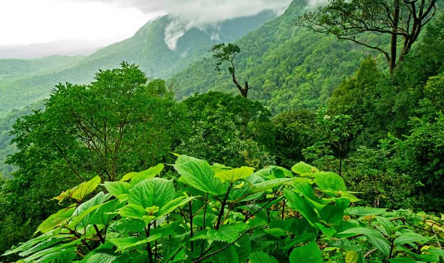 Agumbe Rainforest