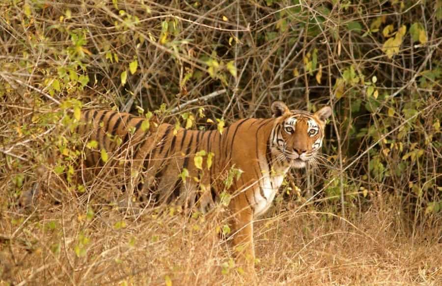 Bandipur National Park