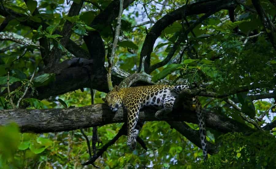 Nagarhole National Park