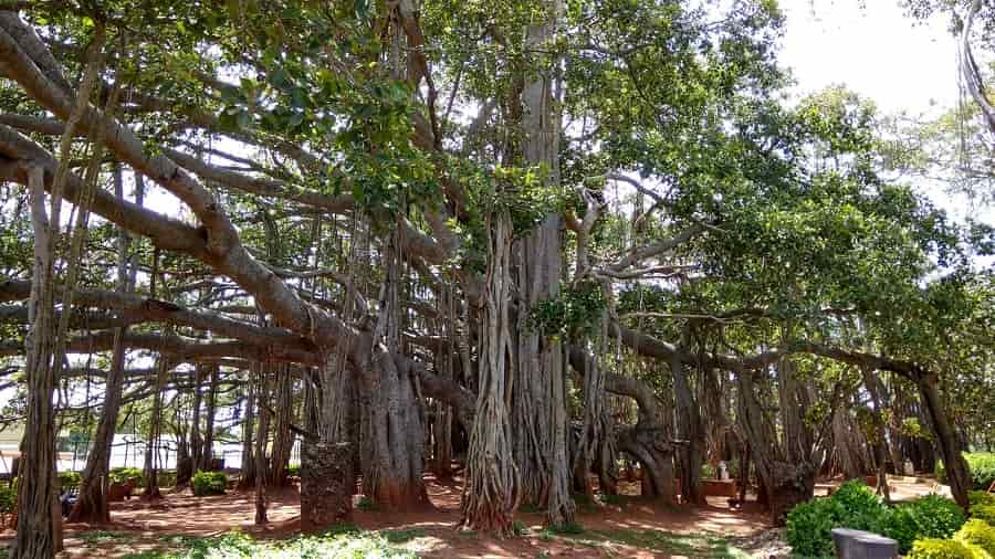 The Big Banyan Tree, Bengalore
