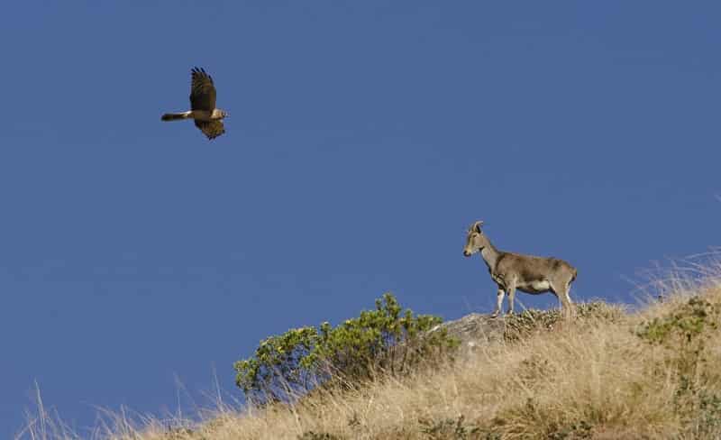 Eravikulam National Park