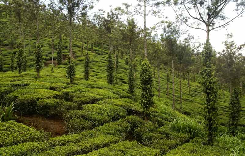 Murikkady