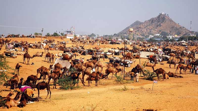Pushkar Fair