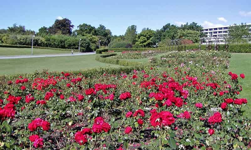 Rose Garden, Pushkar