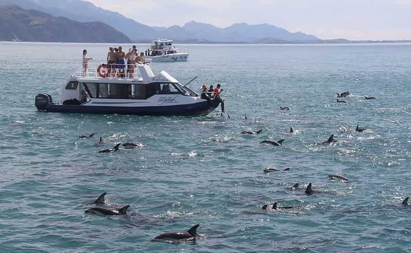 Swim with Dolphins in Kaikoura
