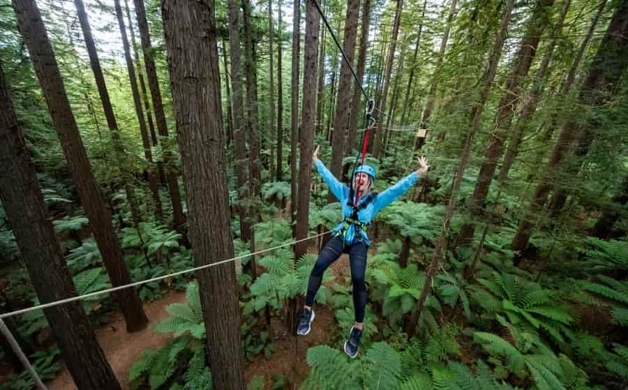 Treetop Adventure in Rotorua