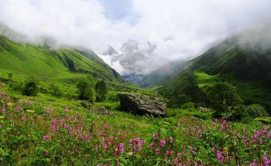 Valley Of Flowers