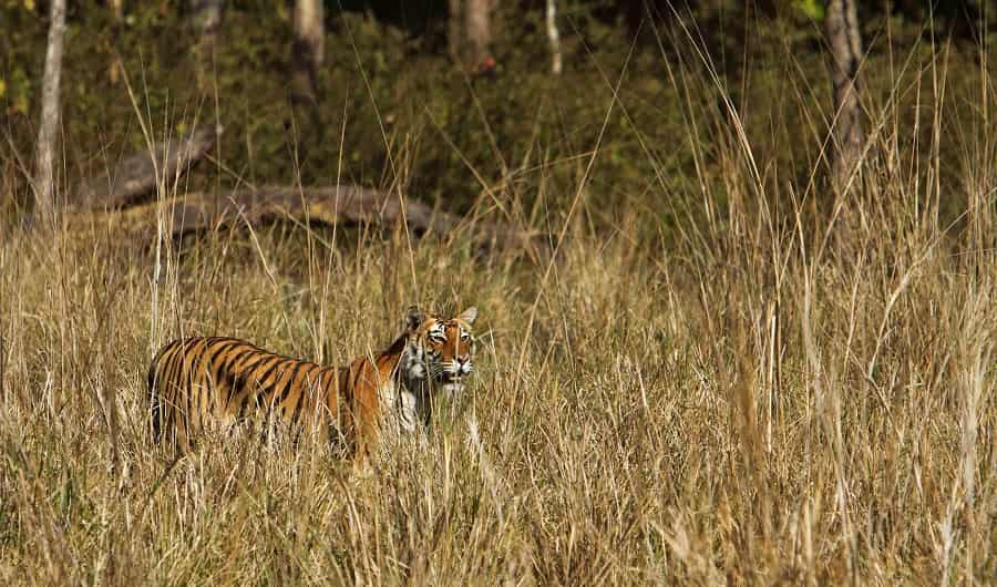 Kanha Tiger Reserve