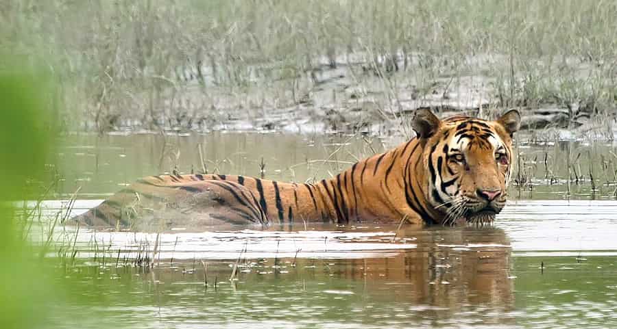 Kaziranga Tiger Reserve