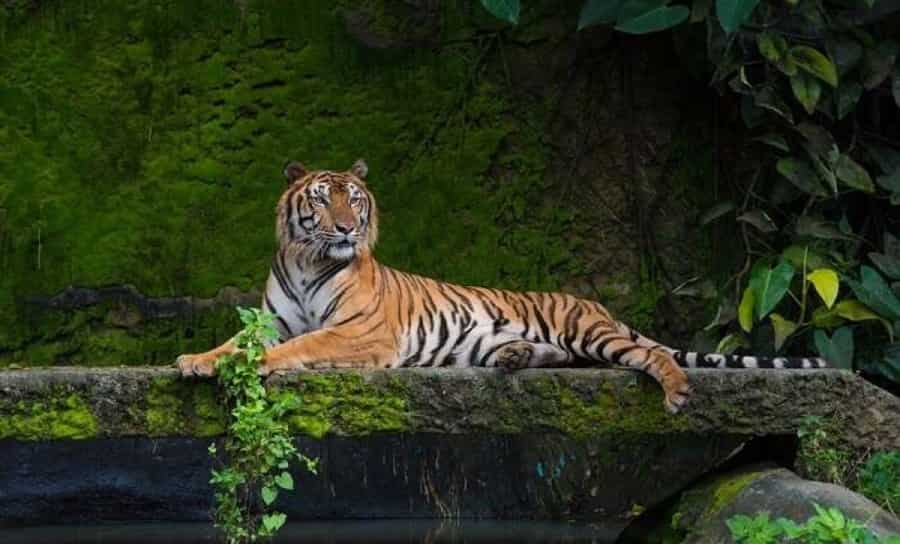 Manas Tiger Reserve