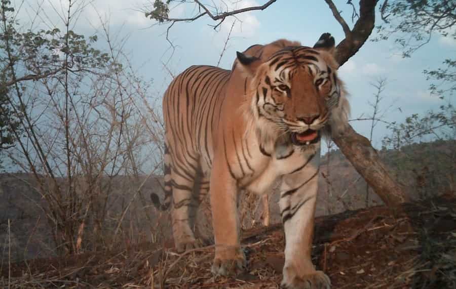 Melghat Tiger Reserve