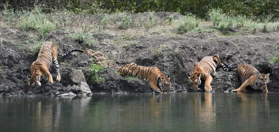 Nagarhole Tiger Reserve