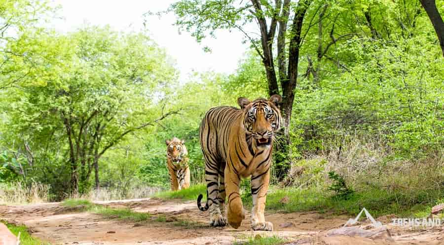 Nagzira Wildlife Sanctuary