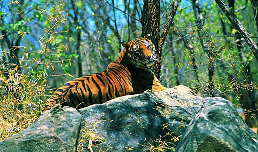 Namdapha Tiger Reserve